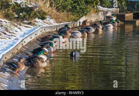 Male & female Mallard Ducks (Anas platyrhynchos) sitting in a line on a lake in early morning in Winter in West Sussex, UK. Stock Photo