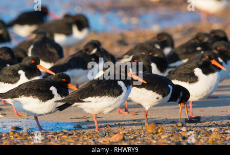 Oystercatchers (Haematopus ostralegus). Flock of Oystercatcher birds standing on a beach by the sea in Winter in West Sussex, UK. Stock Photo