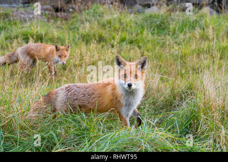 two Redfoxes in Shiretoko National Park, Hokkaido Stock Photo