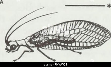 . Beneficial insects and mites. Mites; Pests; Insects. B Figure 4. The mealybug destroyer, Cryptolaemus montrouzieri. A) Larva. B) Adult. Figure 5. The common green lacewing, Chrysoperla carnea. A) Eggs. B) Larva, commonly known as an &quot;aphid lion.&quot; C) Adult.. Please note that these images are extracted from scanned page images that may have been digitally enhanced for readability - coloration and appearance of these illustrations may not perfectly resemble the original work.. Henn, Tess; Weinzierl, Rick; University of Illinois at Urbana-Champaign. Cooperative Extension Service; Illin Stock Photo
