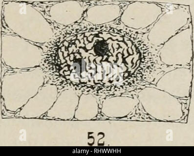. Beitrge zur wissenschaftlichen Botanik. Plants. . Please note that these images are extracted from scanned page images that may have been digitally enhanced for readability - coloration and appearance of these illustrations may not perfectly resemble the original work.. Fnstck, Moritz, 1856-1925. Stuttgart, E. Ngele