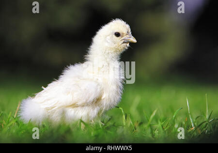 A little chickens on a grass, outdoor Stock Photo