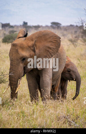 double elephant in Tsavo National Park Stock Photo