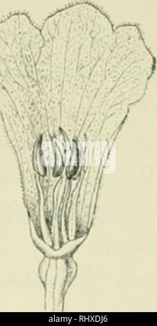 . Beiträge zur Kenntnis der Flora Südarabiens und der Inseln Sokótra, Sémha, und Abd el Kûri : Bearbeitung der von Dr. St. Paulay und Professor Dr. O. Simony auf der Expedition der Kaiserlichen Akademie der Wissenschaften nach Südarabien und den Inseln Sokótra, Sémha, und Abd el Kûri vom December 1898 bis mitte März 1899 gesammelten Gefässpflanzen. Plants; Plants; Plants. 11. Please note that these images are extracted from scanned page images that may have been digitally enhanced for readability - coloration and appearance of these illustrations may not perfectly resemble the original work..  Stock Photo