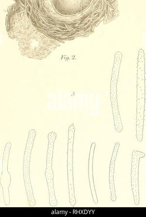 . Beiträge zur Kenntnis der Land- und Süsswasserfauna Deutsch-Südwestafrikas. Ergebnisse der Hamburger deutsche-südwestafrikanischen Studienreise 1911. Zoology -- Africa, Southwest. Fig. 5. Fiq. 3.. Please note that these images are extracted from scanned page images that may have been digitally enhanced for readability - coloration and appearance of these illustrations may not perfectly resemble the original work.. Michaelsen, W. (Wilhelm), 1860-1937; Hamburger deutsch-südwestafrikanische Studienreise (1911). Hamburg, L. Friederichsen Stock Photo