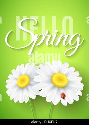 Hello Spring .Realistic daisy flowers on green background. Ladybug creeps on the flowers. Seasonal background for your design. Vector illustration. EP Stock Vector