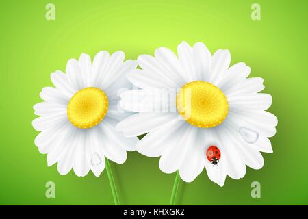 Spring greeting card. Ladybug creeps on the flowers. Realistic chamomile. Glares bokeh. Seasonal flyer for your design. Vector illustration. EPS 10 Stock Vector