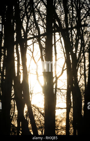 Sun shining through trees in winter, UK Stock Photo