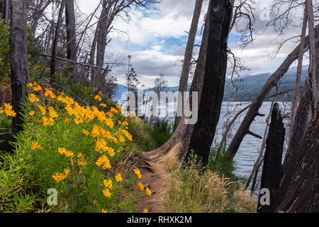 Amancay wildflowers in Patagonia Stock Photo