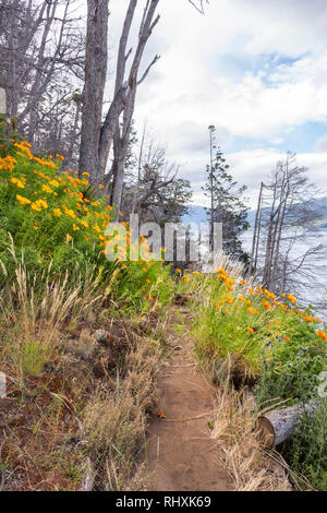 Amancay wildflowers in Patagonia Stock Photo