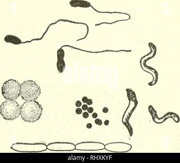 . Beginners botany. Botany. DEPENDENT PLANTS 109. Fig. 135. —Bacteria of Several Forms, much magnified. for example, the heaths, oaks, apples, and pines. It is probable that the fungous threads perform some of the offices of root-hairs to the host. On the other hand, the fungus obtains some nourishment from the host. The association seems to be mutual. Saprophytes break down or decompose or- ganic substances. Chief of these saprophytes are many microscopic organ- isms known as bacteria (Fig. 135). These innumerable organisms are immersed in water or in dead animals and plants, and in all manne Stock Photo