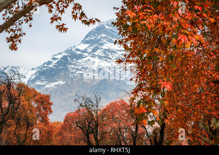 Close up of the red colour foliage of Maple Tree with Zabarwan Range in background in Srinagar Kashmir Stock Photo