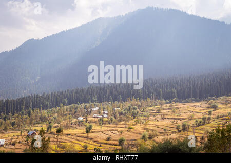 Terraced rice fields in the mountainous regions of Kashmir in Himalayas Stock Photo