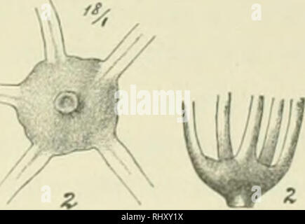 . Beiträge zur Kenntnis der Flora Südarabiens und der Inseln Sokótra, Sémha, und Abd el Kûri : Bearbeitung der von Dr. St. Paulay und Professor Dr. O. Simony auf der Expedition der Kaiserlichen Akademie der Wissenschaften nach Südarabien und den Inseln Sokótra, Sémha, und Abd el Kûri vom December 1898 bis mitte März 1899 gesammelten Gefässpflanzen. Plants; Plants; Plants. . Please note that these images are extracted from scanned page images that may have been digitally enhanced for readability - coloration and appearance of these illustrations may not perfectly resemble the original work.. Vi Stock Photo