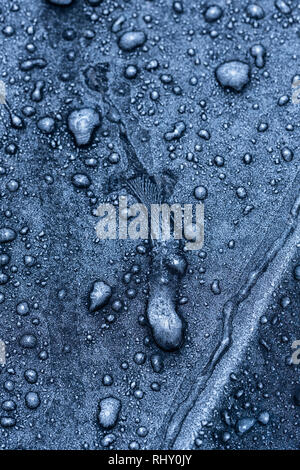 Frozen water droplets on a black car. Stock Photo