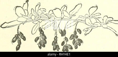 . Beginners botany. Botany. w T Fig. 213.—Raceme of Currant, Terminal or lateral ?. S^^ Fig. 214.— Lateral Racemes (in fruit) of Barberry. Fig. 215.— Spike of Plantain.. Please note that these images are extracted from scanned page images that may have been digitally enhanced for readability - coloration and appearance of these illustrations may not perfectly resemble the original work.. Bailey, L. H. (Liberty Hyde), 1858-1954. Toronto : Macmillan Stock Photo