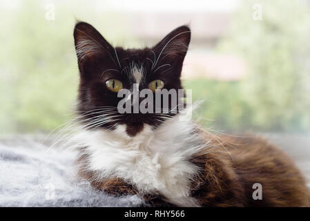 Black and white domestic medium hair cat laying down looking at camera front on view. In the summer months her fur lightens to brown Stock Photo