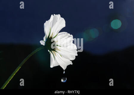 White cosmos flower, backlit with water droplet falling from petals. Camera flare suggests light entering flwer is turned into water. Early morning af Stock Photo