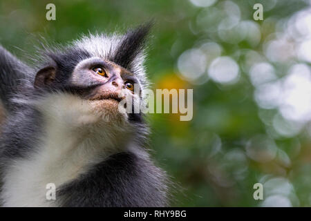 Thomas Leaf Monkey in the Forests of Bukit Lawang on Sumatra Stock Photo