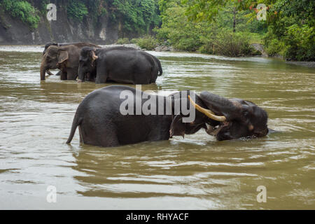 playful Sumatran Elephants in Tangkahan River, Sumatra Stock Photo