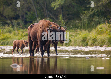 Herd of european bison, bison bonasus, crossing a river Stock Photo