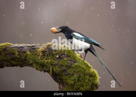 Eurasian Magpie on moss covered branch in winter in snowfall with nut in beak. Stock Photo