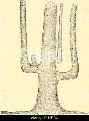 . Beiträge zur Naturkunde Preussens. Natural history. 92 Kreis Rastenburg. Gut Görlitz. Am Quedener &quot;Wege, Jagen 27b: in drei Exemplaren von 2,50 m, 2,65 m und 2,93 m Umfang im Jahre 1897. Höhe 39 m, Alter 180 Jahre. Kreis Rössel. Dorf Fürstenau. Nicht Aveit vom Wohnhause; 1897 2,60 m Umfang. Der Baum ist sehr regelmässig, pyramidenförmig gewachsen; die unteren Äste, etwa 3 m von der Erde, beschatten einen Kreis von 13 m Durchmesser. Eittergut Kattreinen. Im Thal des Dadeyflusses, am hohen Ufer desselben, im Gutswalde; eiu ausgezeichneter Baum, welcher 1880 3' (1 m) vom Boden in mittlerer Stock Photo