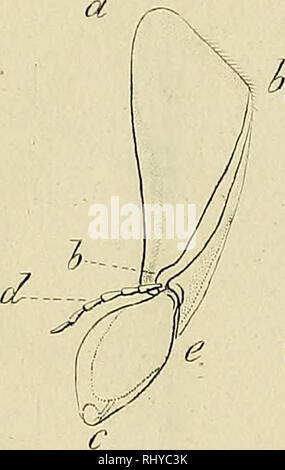 . Beiträge zur Naturkunde. Natural history. A. Please note that these images are extracted from scanned page images that may have been digitally enhanced for readability - coloration and appearance of these illustrations may not perfectly resemble the original work.. Weber, Friedrich, 1781-1823; Mohr, Daniel Matthias Heinrich, 1780-1808. Kiel, In der Neuen akad. buchhandlung Stock Photo