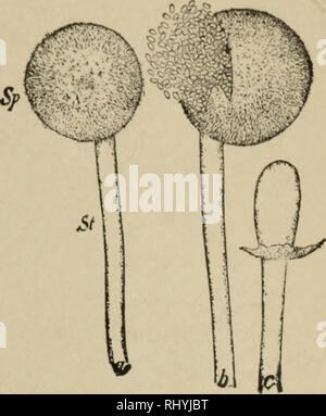 . Beginners' botany. Botany. STUDIES IN CRYPTOGAMS 189. Fig. 274. — Mucor. ay sporangium; b&gt; sporangium bursting; c, columella. delicate stalk, the sporangiophore. The stalk is separated from the sporangium by a wall which is formed at the base of the spo- rangium. This wall, however, does not extend straight across the thread, but it arches up into the sporangium like an inverted pear. It is known as the col- umella, c. When the sporangium is placed in water, the wall immediately dissolves and allows hundreds of spores, which were formed in the cavity within the sporangium, to escape, b. A Stock Photo