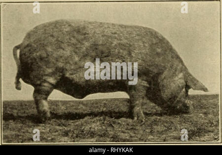 . Beginnings in animal husbandry. Livestock; Poultry. 210 BEGIXXIXG^ IX AXLVAL HUISBAXDRY. Fig. 130. A Chester White boar showing coarseness of hair. Photograph by the author. the body. For this reason, many breeders and feeders are looking for a hog that has plenty of size and bone, without coarseness. In passing judgment on animals of this class, one must be mindful to secure as much size as possible, con- sistent with quahty. A large head for the body, with coarse, thick ears, also indicates inferior quahty. Many young hogs are too small and refined for their age, and never mature into ani- Stock Photo