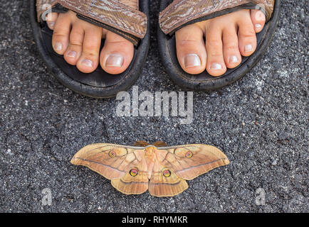 Japanese silk moth (Antheraea yamamai) - comparison of the size compared to the foot Stock Photo