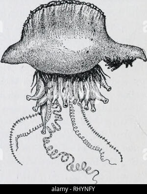 . Beginners' Zoology . Fig. 40.— Hydroid Colony, withnutritive (P ...
