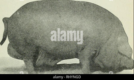 . Beginnings in animal husbandry. Livestock; Poultry. THE BREEDS OF SWINE i07 White is a true lard type of hog. It is a splendid feeder, and when well fattened, carries a very broad, arched back and an excellent ham. The quality of bone in the legs is frequently too fine, and mature animals often stand badly on their feet. The quahty of pork is excellent, if one does not object to the large amount of fat. This is one of the large breeds, the O. I. C. hogs weighing very heavy. The usual run of mature. Fig. 59. A Chester White boar. Photograph by the author. boars will weigh around 600 pounds, a Stock Photo