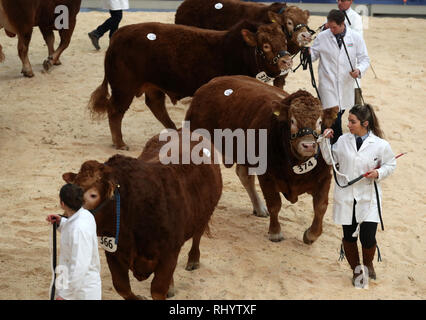 Farmers parade their Limousin bulls in the show ring ahead of their sale at United Auctions' Stirling Bull Sales at Stirling Agricultural Centre. Stock Photo