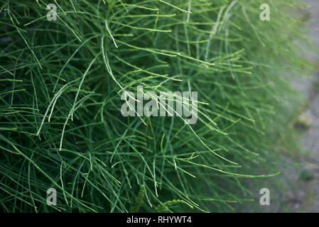 Equisetum pratense close up Stock Photo