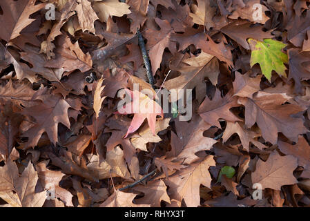 Quercus rubra leaves on the ground Stock Photo