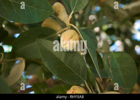 Lagunaria patersonia branch with fruit Stock Photo