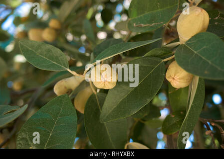 Lagunaria patersonia branch with fruit Stock Photo