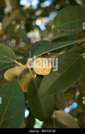 Lagunaria patersonia branch with fruit Stock Photo