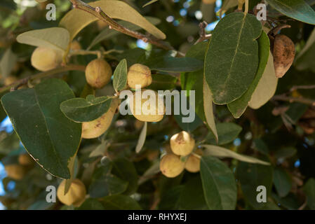 Lagunaria patersonia branch with fruit Stock Photo