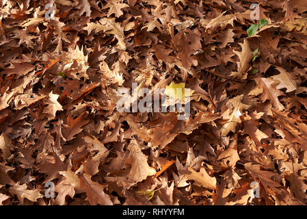 Quercus rubra leaves on the ground Stock Photo