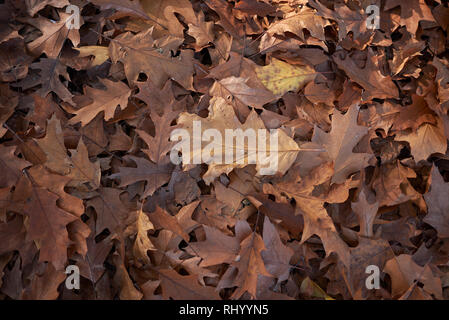 Quercus rubra leaves on the ground Stock Photo