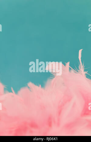 Many pink feathers as a background texture in front of blue Stock Photo