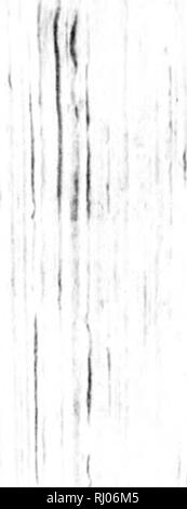 . The natural and civil history of Vermont [microform]. Natural history; Sciences naturelles. HISTORY OF VERMONT. 187 All the steps, figures, and motions of the dance, are expressive ; and significant oi&quot; the business or transaction, it is designed to denote. If war is to be proclaimed, the dance is expressive of the resentment and rage they bear to their cnc- niirs, and of the hostile manner, in which they mean to treat them. If a party are going forth against their enemies, the dance of war is to be j)crforined. In this, the transactions of the whole campaign are to be expressed. The T Stock Photo