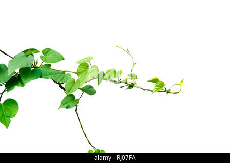 Heart shaped green leaves vine isolated on white background. Carefully cutout and insert clipping path. Stock Photo