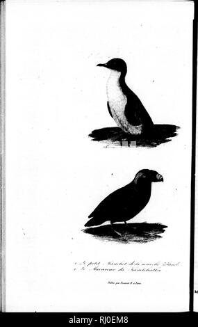 . ComplÃ©ments de Buffon [microforme] : races humaines et mammifÃ¨res. Sciences naturelles; Oiseaux; Natural history; Birds. ' â li â  . r a â 'â a !. Please note that these images are extracted from scanned page images that may have been digitally enhanced for readability - coloration and appearance of these illustrations may not perfectly resemble the original work.. Lesson, R. -P. (RenÃ©-PrimevÃ¨re), 1794-1849. Paris : P. Pourrat