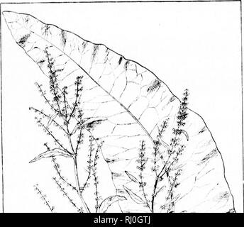 . The species of Rumex occurring north of Mexico [microform]. Docks (Plants); Docks (Plants); Botany; Rumex; Rumex; Botanique. i ItKI'i&quot;. M«». iio'i'. &lt;;Alil)., IS'.i.; I'l.AI'K ;!i. Please note that these images are extracted from scanned page images that may have been digitally enhanced for readability - coloration and appearance of these illustrations may not perfectly resemble the original work.. Trelease, William, 1857-1945. [S. l. : s. n. ] Stock Photo