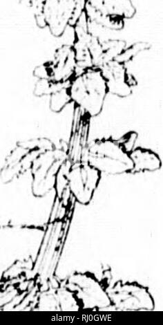 . The species of Rumex occurring north of Mexico [microform]. Docks (Plants); Docks (Plants); Botany; Rumex; Rumex; Botanique. ' %^- -*^. %i &quot;''% /M'&quot;. RUMKX PULCHEH.. Please note that these images are extracted from scanned page images that may have been digitally enhanced for readability - coloration and appearance of these illustrations may not perfectly resemble the original work.. Trelease, William, 1857-1945. [S. l. : s. n. ] Stock Photo
