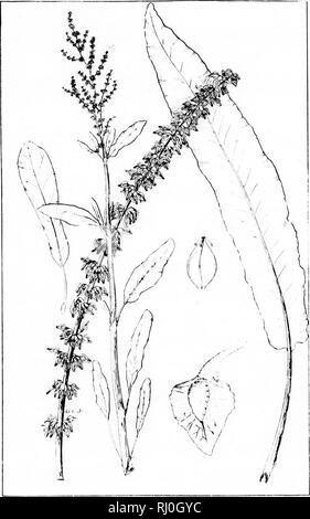 . The species of Rumex occurring north of Mexico [microform]. Docks (Plants); Docks (Plants); Botany; Rumex; Rumex; Botanique. UEl'T. MO. HOT. CiAKt)., Iriit.'. I'LATK J7. « V. UUMKX UKIJLANDIIIJI.. Please note that these images are extracted from scanned page images that may have been digitally enhanced for readability - coloration and appearance of these illustrations may not perfectly resemble the original work.. Trelease, William, 1857-1945. [S. l. : s. n. ] Stock Photo