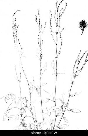 . The species of Rumex occurring north of Mexico [microform]. Docks (Plants); Docks (Plants); Botany; Rumex; Rumex; Botanique. KEI'T. MO. HOT. (iAHD., 18il2. I'LATK i:'... i^^^'^-^^f-lM^^^^. Please note that these images are extracted from scanned page images that may have been digitally enhanced for readability - coloration and appearance of these illustrations may not perfectly resemble the original work.. Trelease, William, 1857-1945. [S. l. : s. n. ] Stock Photo